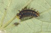 Zerynthia polyxena: Half-grown larva L4 (France, Provence, Jouques, mid-May 2007) [M]