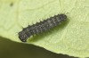 Zerynthia polyxena: L1 larva (N-Greece, Kastoria, eggs found in mid-April 2022) [S]