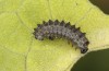 Zerynthia polyxena: L1 larva (N-Greece, Kastoria, eggs found in mid-April 2022) [S]
