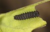 Zerynthia polyxena: L2 larva (N-Greece, Kastoria, eggs found in mid-April 2022) [S]