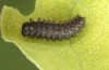 Zerynthia polyxena: L2 larva (N-Greece, Kastoria, eggs found in mid-April 2022) [S]