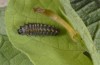 Zerynthia polyxena: Larva L3 (France, Provence, Jouques, mid-May 2007) [M]