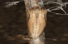 Zerynthia polyxena: Pupa (e.l. Greece, Peloponnese, W Gythio, mid-May 2025) [S]