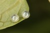 Zerynthia polyxena: Eggs (N-Greece, Kastoria, mid-April 2022) [S]