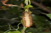 Zerynthia polyxena: Larva on Aristolochia sempervirens (Greece, Peloponnese, W Gythio, mid-May 2025) [N]