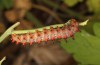 Zerynthia polyxena: Larva (Greece, Mount Pangeon, mid-June 2024) [N]