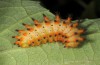 Zerynthia polyxena: Larva (Bulgaria, Dragoman, early June 2018) [N]