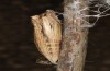 Zerynthia polyxena: Pupa (e.l. Greece, Peloponnese, W Gythio, mid-May 2025) [S]