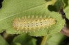 Zerynthia rumina: Half-grown larva (Provence, Massif de la Sainte Baume, late May 2013) [S]