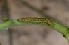 Euchloe ausonia: Half-grown larva (Samos, May 2009) [N]