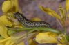 Euchloe ausonia: Young larva (Samos, May 2009) [N]