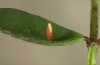 Colias alfacariensis: Ei nach einigen Tagen (Ostalb, Juni 2013) [S]