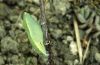 Colias alfacariensis: Puppe [S]