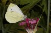 Pieris balcana: Male of the second generation (e.o. rearing, N-Greece, Pontokomi near Kozani, oviposition in early May 2023, mid-June 2023) [S]