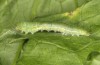 Pieris balcana: Larva L4 moulting into L5, pic 6 (e.o. rearing, N-Greece, Pontokomi near Kozani, oviposition in early May 2023) [S]