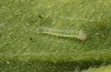 Pieris balcana: Larva L1 (e.o. rearing, N-Greece, Pontokomi near Kozani, oviposition in early May 2023) [S]