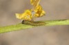 Euchloe belemia: Young larva (e.o. rearing, S-Spain, Cadiz, egg found in early March 2019) [S]