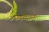 Euchloe belemia: Young larva (e.o. rearing, S-Spain, Cadiz, egg found in early March 2019) [S]