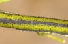 Euchloe belemia: Larva ssp. grancanariensis (e.l. rearing, Gran Canaria, mid-December 2016) [S]