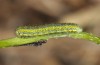 Euchloe belemia: Half-grown larva (e.o. rearing, S-Spain, Cadiz, egg found in early March 2019) [S]