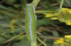 Euchloe belemia: Larva (e.o. rearing, S-Spain, Cadiz, egg found in early March 2019) [S]