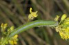 Euchloe belemia: Larva (e.o. rearing, S-Spain, Cadiz, egg found in early March 2019) [S]