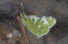 Euchloe belemia: Adult ssp. hesperidum (e.o.rearing, Fuerteventura, egg in February 2007) [S]