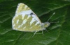 Euchloe belemia: Falter ssp. hesperidum (Fuerteventura, Februar 2011) [S]