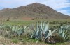 Euchloe belemia: Habitat ssp. belemia (Spanien, Andalusien, Almeria, Cabo de Gata, Ende März 2015) [N]