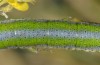 Euchloe belemia: Larva (e.o. rearing, S-Spain, Cadiz, egg found in early March 2019) [S]