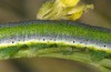 Euchloe belemia: Larva (e.o. rearing, S-Spain, Cadiz, egg found in early March 2019) [S]