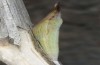 Euchloe belemia: Pupa (e.o. rearing, S-Spain, Cadiz, egg found in early March 2019) [S]