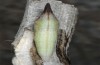 Euchloe belemia: Pupa (e.o. rearing, S-Spain, Cadiz, egg found in early March 2019) [S]