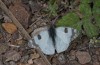 Euchloe belemia: Falter ssp. belemia (Spanien, Andalusien, Almeria, Cabo de Gata, Ende März 2015) [N]