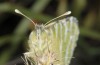 Euchloe belemia: Female ssp. grancanariensis (Gran Canaria, Barranco Arguineguin, mid-December 2016) [N]