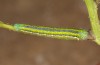 Euchloe belemia: Larva ssp. grancanariensis (e.l. rearing, Gran Canaria, mid-December 2016) [S]