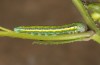 Euchloe belemia: Larva ssp. grancanariensis (e.l. rearing, Gran Canaria, mid-December 2016) [S]