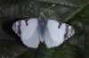 Euchloe belemia: Adult ssp. hesperidum (e.o.rearing, Fuerteventura, egg in February 2007) [S]