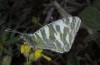 Euchloe belemia: Falter ssp. belemia (Spanien, Andalusien, Almeria, Cabo de Gata, Ende März 2015) [N]