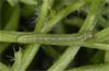 Euchloe belemia: Young larva ssp. hesperidum (e.o. rearing, Fuerteventura, February 2007) [S]