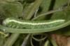 Euchloe belemia: Halbwüchsige Raupe ssp. hesperidum (e.o. Fuerteventura, Ei im Februar 2007) [S]