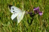 Pieris brassicae: Female (S-Germany, Kempter Wald, 09. July 2022) [N]