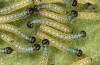 Pieris brassicae: L1 larvae (e.o. N-Greece, Kozani, eggs in early June 2023) [S]