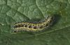 Pieris brassicae: Raupe