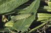 Pieris bryoniae: Raupe
