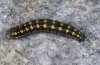 Pontia callidice: Larva [S]