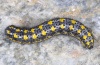 Pontia callidice: Larva (Engadine, Switzerland, 2006) [S]