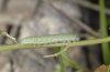 Euchloe charlonia: Half-grown larva [S]