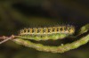 Pontia chloridice: Larva (e.l. rearing, Cyprus, Troodos mountains, 700m, early November 2016) [S]