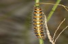 Pontia chloridice: Raupe (e.l. Zypern, Troodos-Gebirge, 700m, Anfang November 2016) [S]